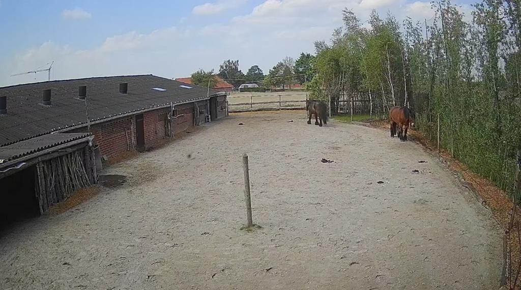 Fantastisch blijvend tehuis geboden voor recreatie paard, Dieren en Toebehoren, Ruin, Recreatiepaard