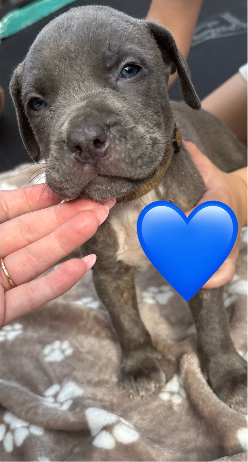 Puppies kruising moeder XL Bully vader Mastino X XXL Pitbull, 8 tot 15 weken, Meerdere, Meerdere dieren, Nederland
