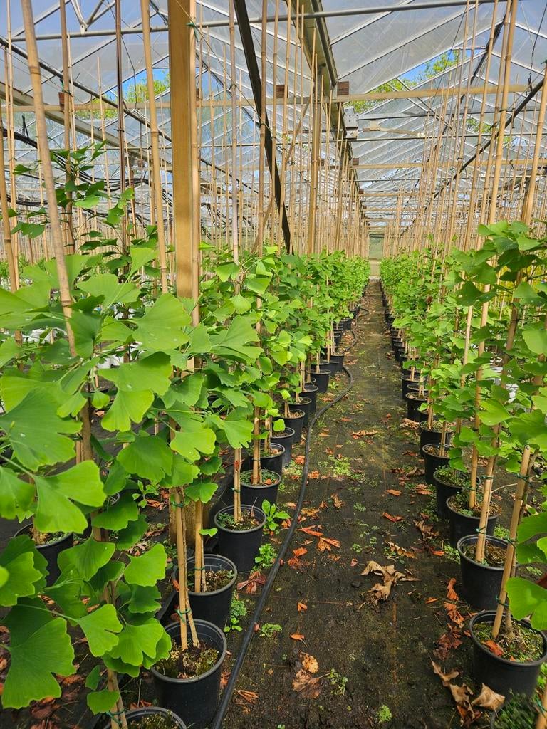 Gingko biloba te koop!, Bloeit niet, Halfschaduw, Overige soorten, 100 tot 250 cm