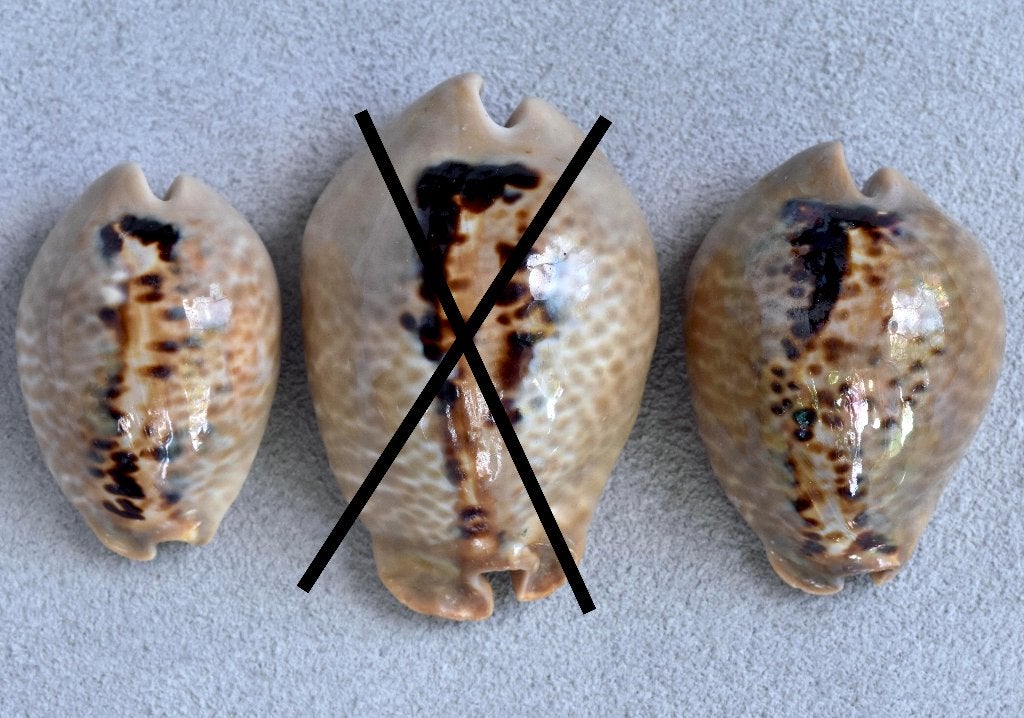 Schelpen: Cypraea mus 39,8-54,6mm  Venezuela, Verzamelen, Ophalen of Verzenden, Schelp(en)
