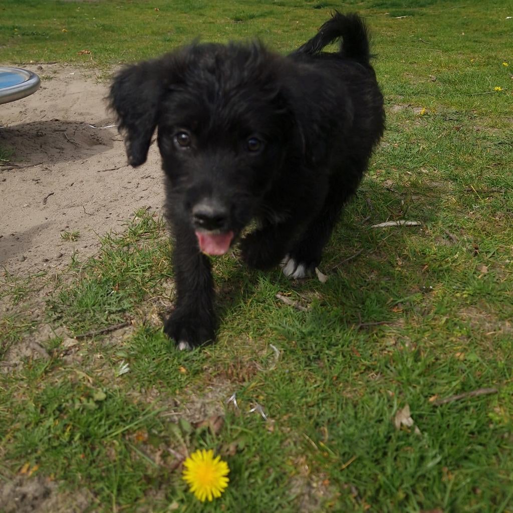 Medium Doodle pups nog 4 reutjes beschikbaar, Dieren en Toebehoren, Honden | Niet-rashonden, Meerdere dieren, Eén hond, Middel
