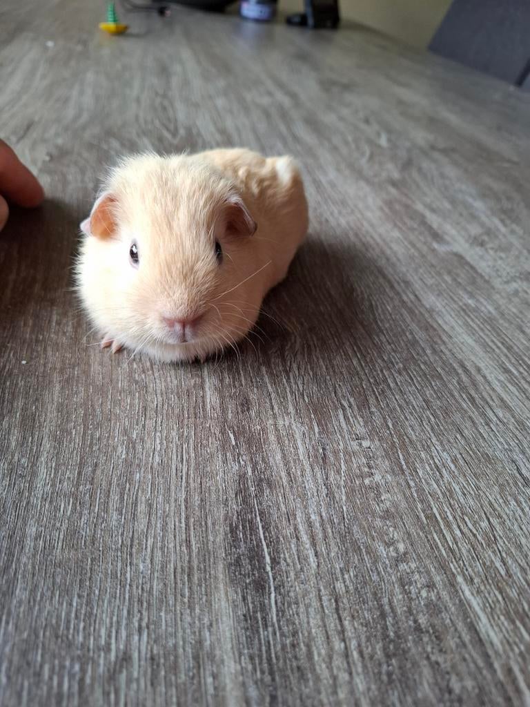 California crème cavia beertje gladhaar., Dieren en Toebehoren, Knaagdieren, Cavia, April, Mannelijk, Tam