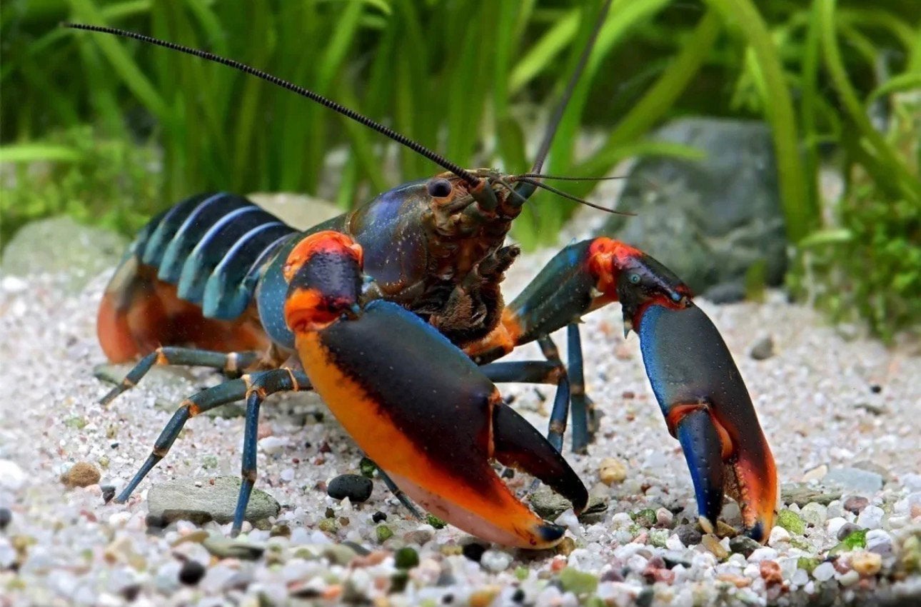 Gezonde jonge Cherax kreeften te koop!, Dieren en Toebehoren, Vis