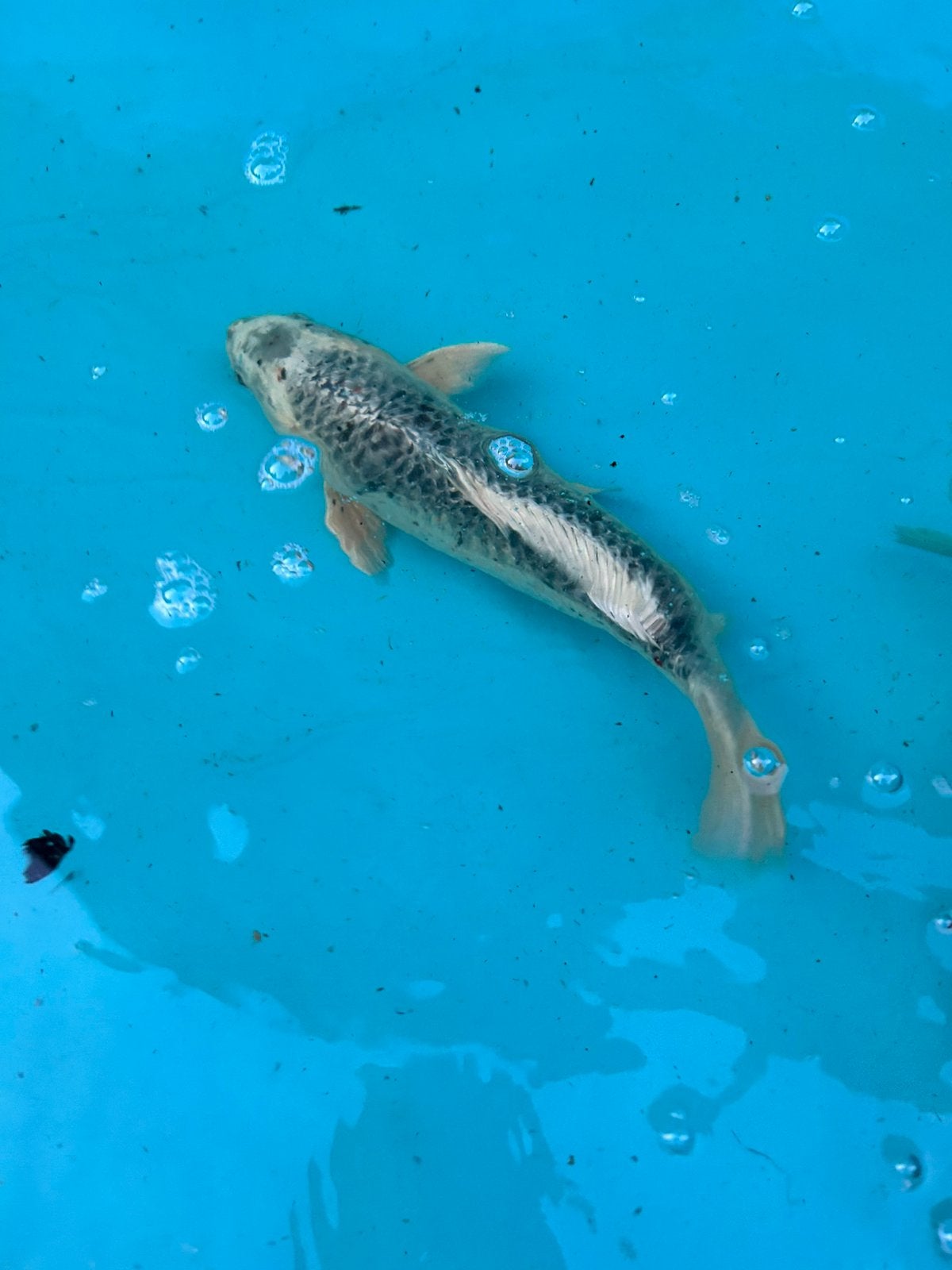 Ginrin Matsukawabake koi 30-35cm, Karper of Koi