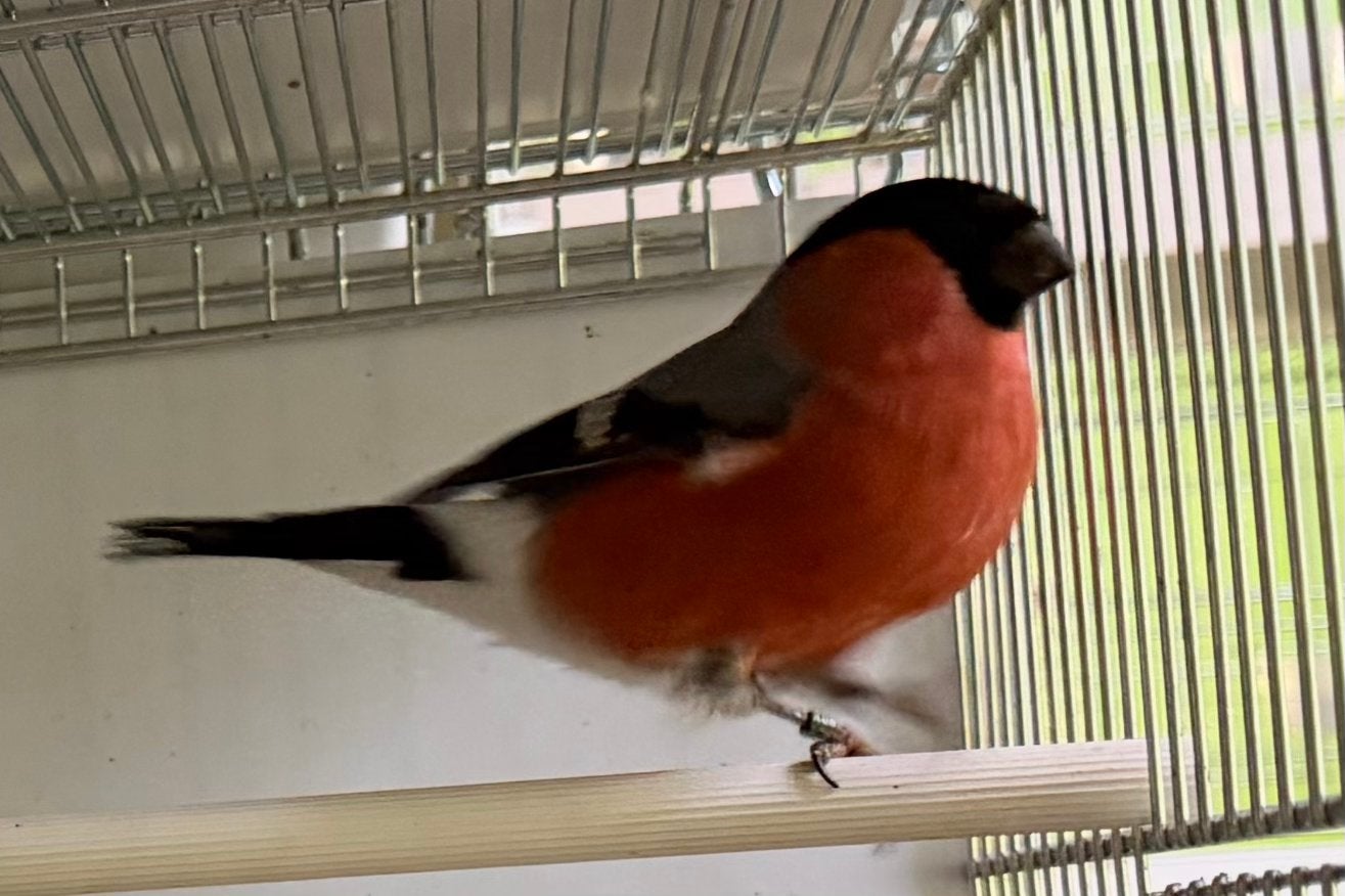 De Noordse Goudvink (Pyrrhula pyrrhula pyrrhula), Dieren en Toebehoren, Mannelijk, Wildzangvogel, Geringd