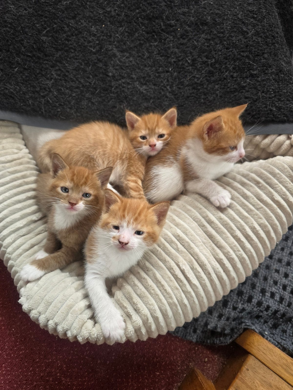 Rood en witte kittens, Poes