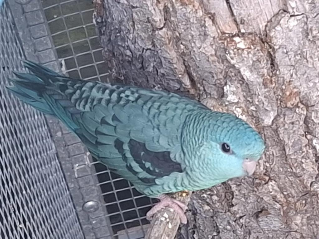 Catharina parkiet, Dieren en Toebehoren, Vogels | Parkieten en Papegaaien, Mannelijk, Parkiet