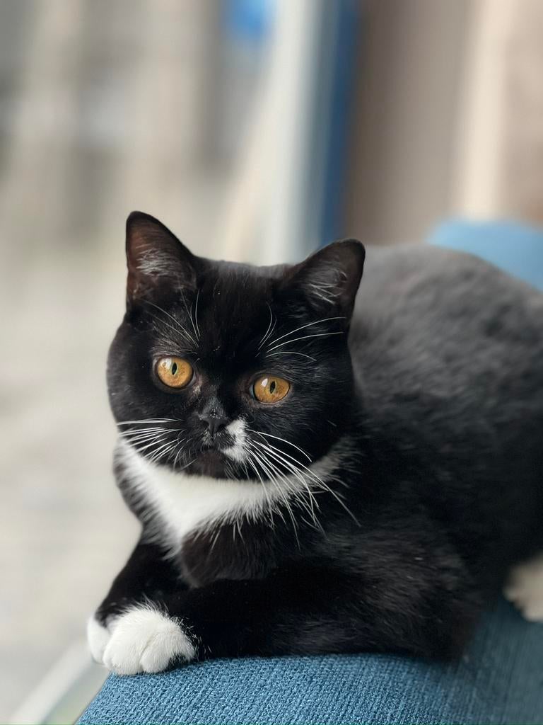 Dekkater Gezocht, Dieren en Toebehoren, Katten en Kittens | Dekkaters