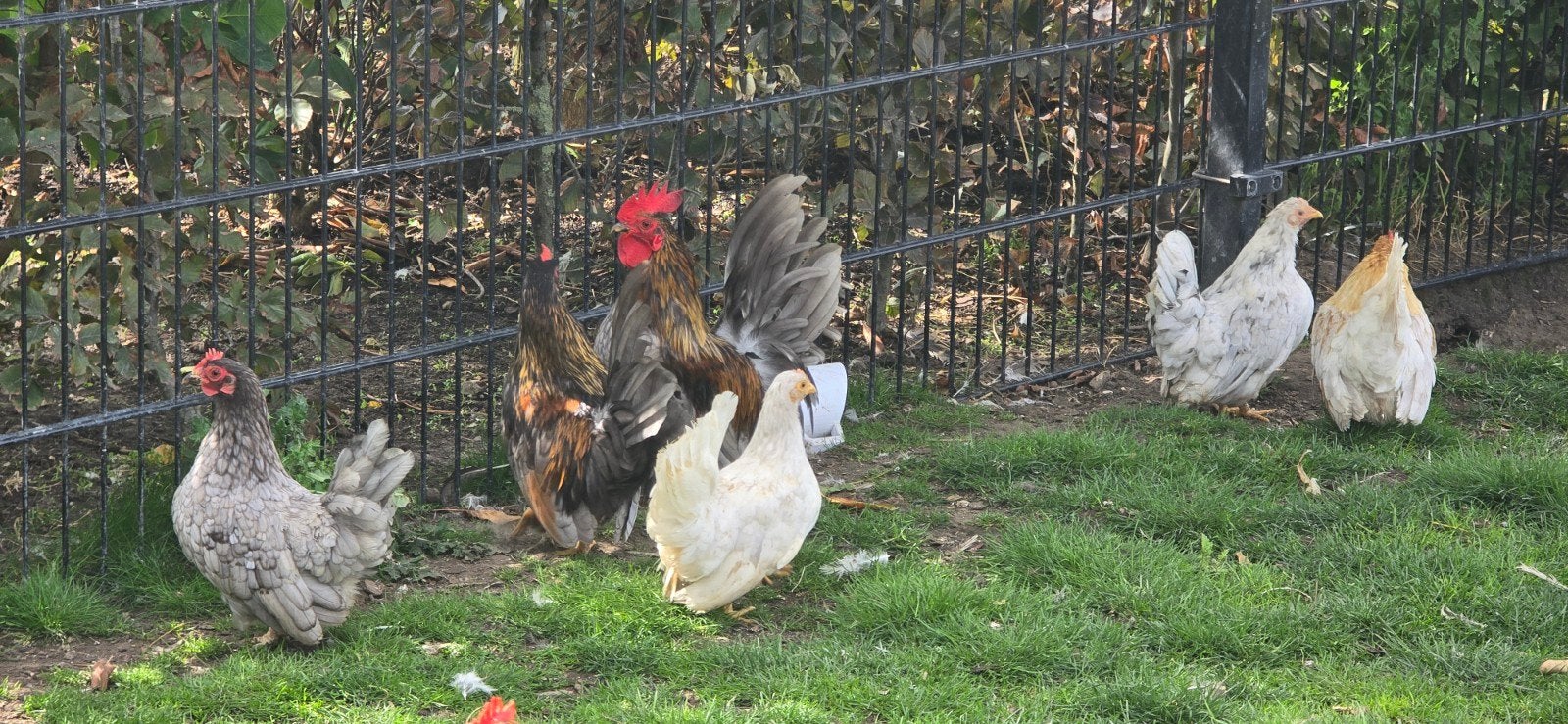 chabo kippen, Dieren en Toebehoren, Vrouwelijk, Kip