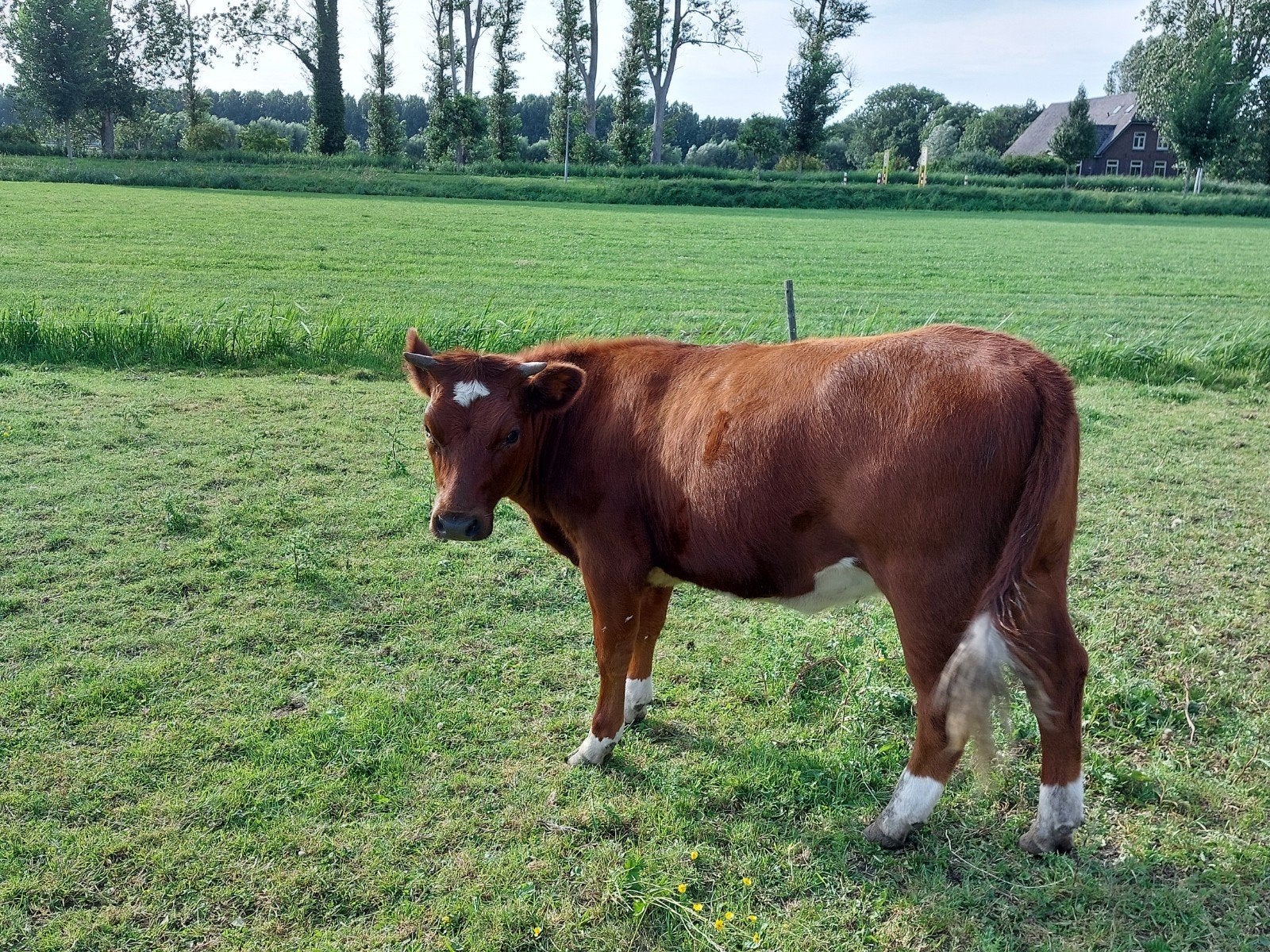 Brandrode pink, Dieren en Toebehoren, Vrouwelijk