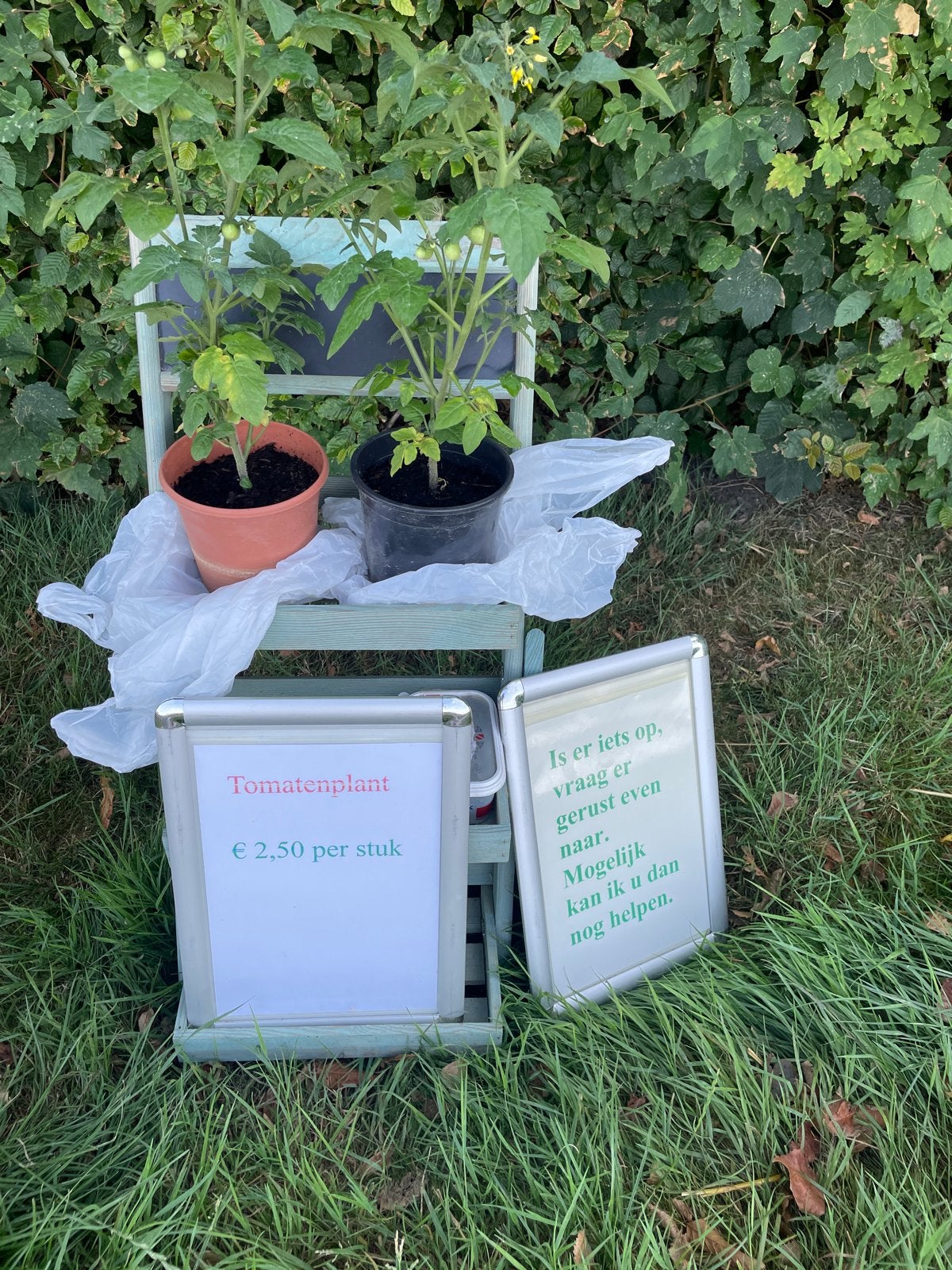 Tomatenplanten - Vers en klaar om te groeien, Tuin en Terras, Ophalen, Volle zon, Groenteplanten, Eenjarig
