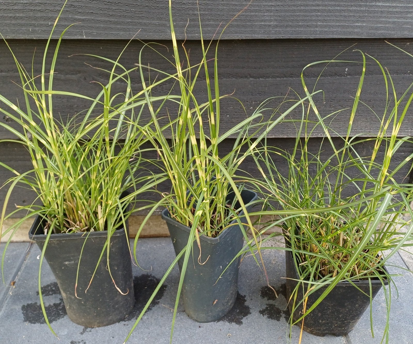 Miscanthus sinensis 'Zebrinus' - Prachtriet  / Siergras, Ophalen, Volle zon, Vaste plant, Siergrassen