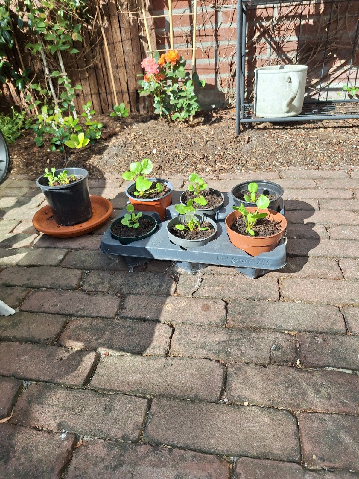 Pannekoekplant stekjes, Ophalen of Verzenden, Overige soorten, Volle zon