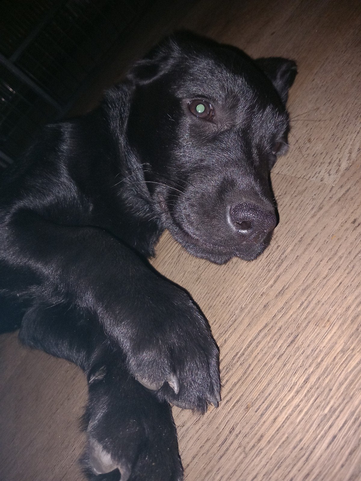 Labrador x flatcoated retriever 14 wkn, Overige rassen, CDV (hondenziekte), 8 tot 15 weken, Teef
