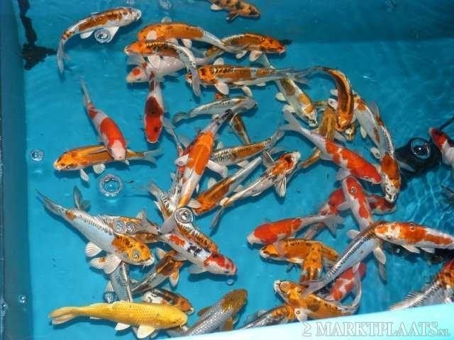 HQ Import koi 25 / 30 cm bij Koidream in Valburg, Karper of Koi
