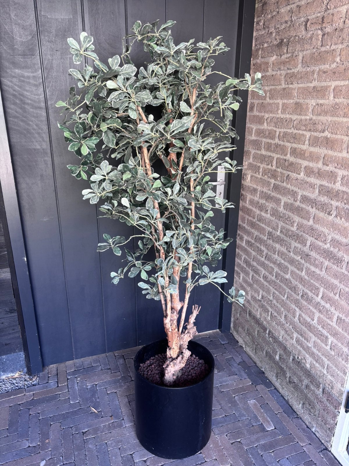 Nep plant, Overige soorten, Minder dan 100 cm, Ophalen, Volle zon