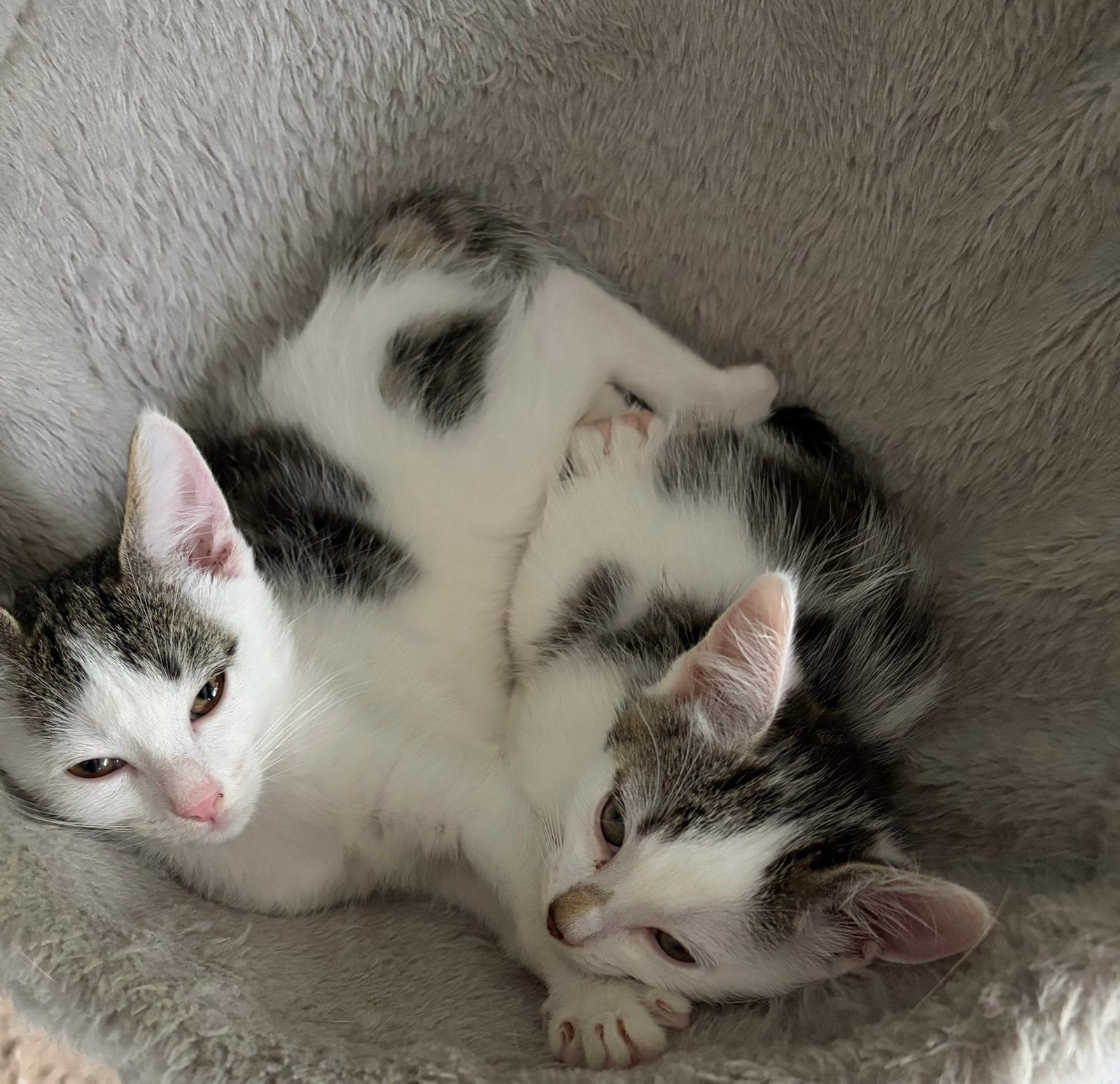 Kittens/ zussen, gratis ophalen, Meerdere dieren