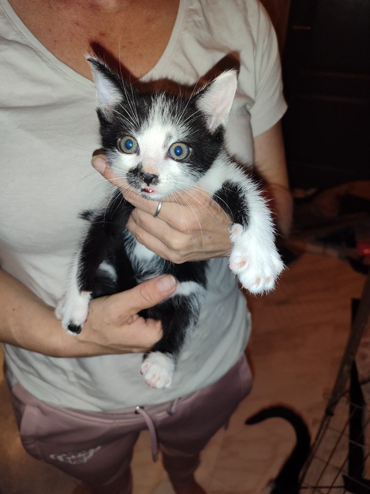 kittens te koop. 23-6 geboren., Dieren en Toebehoren, Meerdere dieren, Kortharig, 0 tot 2 jaar
