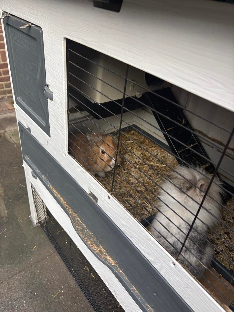2 konijnen met hok en buitenren, Dieren en Toebehoren, Ophalen, 110 cm of meer, Hok, Minder dan 60 cm