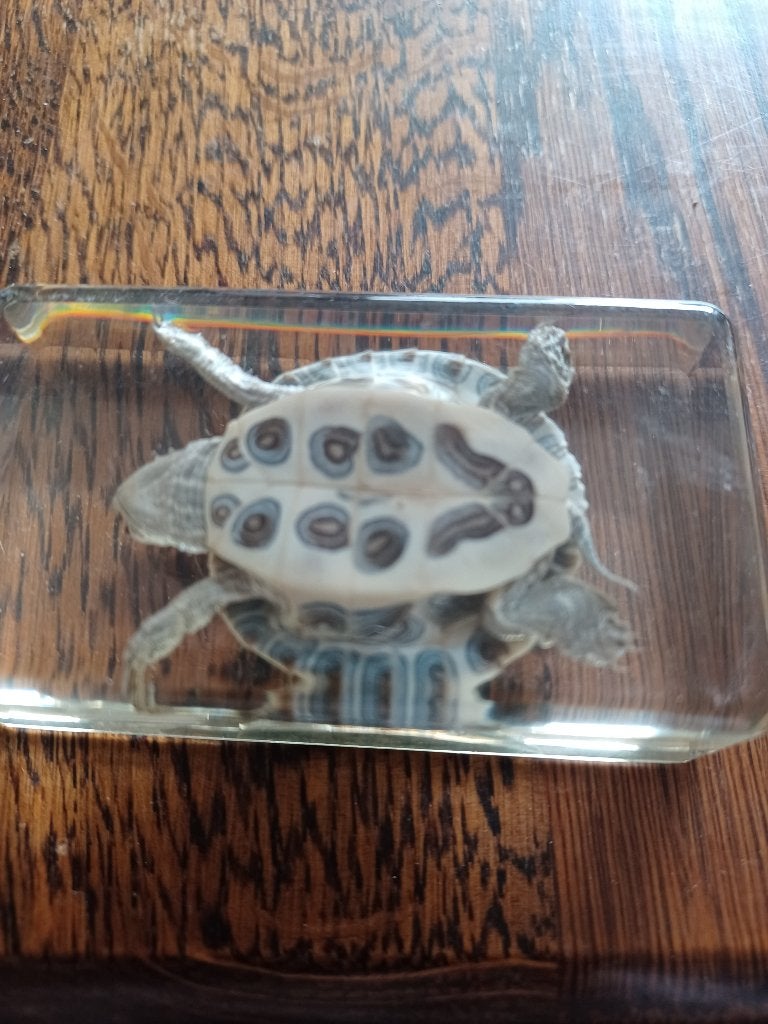 Opgezette dier opsterkwater schildpad, Verzamelen, Dierenverzamelingen, Ophalen, Zo goed als nieuw, Reptiel of Amfibie, Opgezet dier