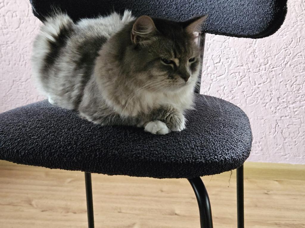 Fijn huisje gezocht voor een Siberische kat, Dieren en Toebehoren, Poes, Met stamboom, 6 jaar of ouder