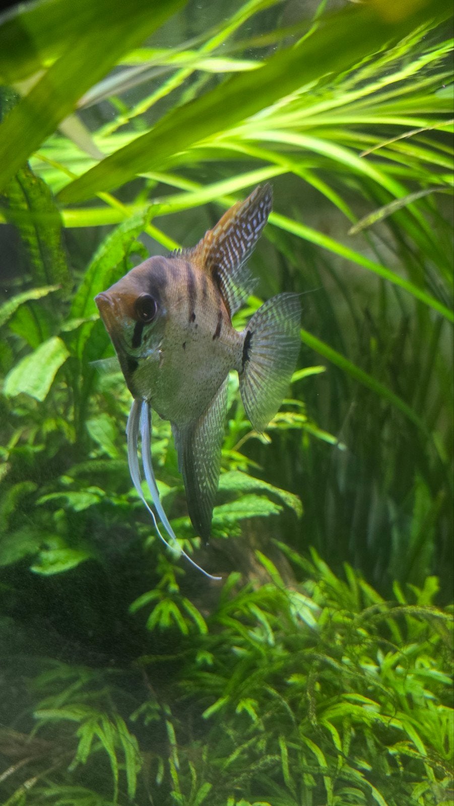 Peru Altum & Leopardmaanvis, Dieren en Toebehoren, Vis