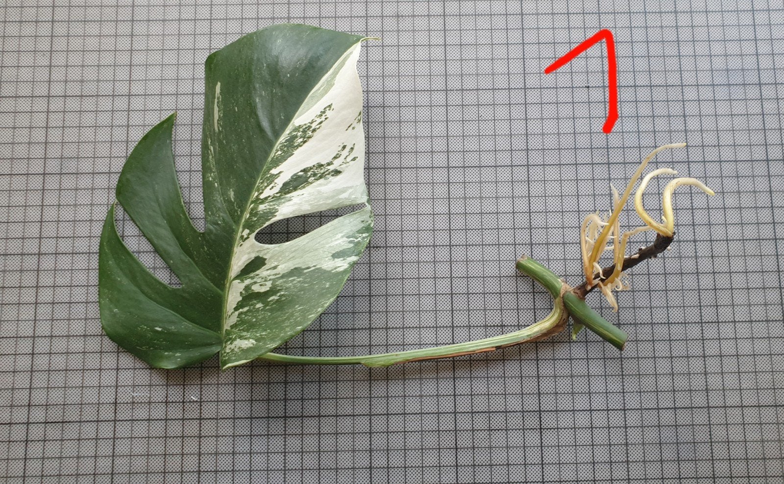 Stekjes monstera variegata, Huis en Inrichting, Kamerplanten, Groene kamerplant, Ophalen, Halfschaduw, Minder dan 100 cm