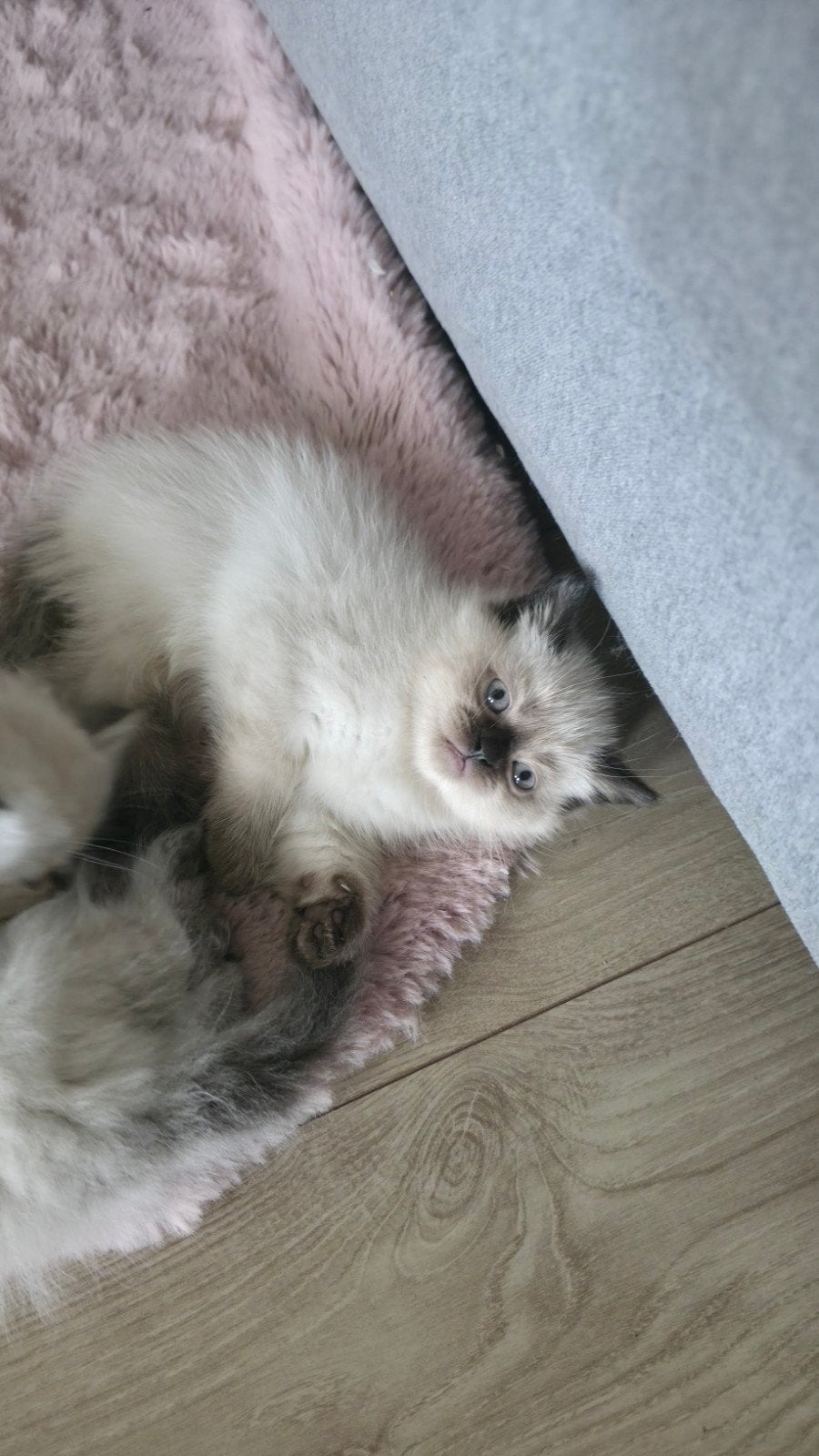 katten en kitten, Kater