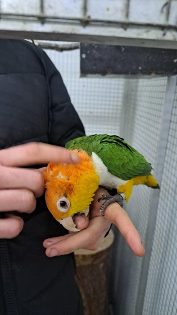 Koppel tamme roestkop caiques, Dieren en Toebehoren, Vogels | Parkieten en Papegaaien, Meerdere dieren, Papegaai, Geringd