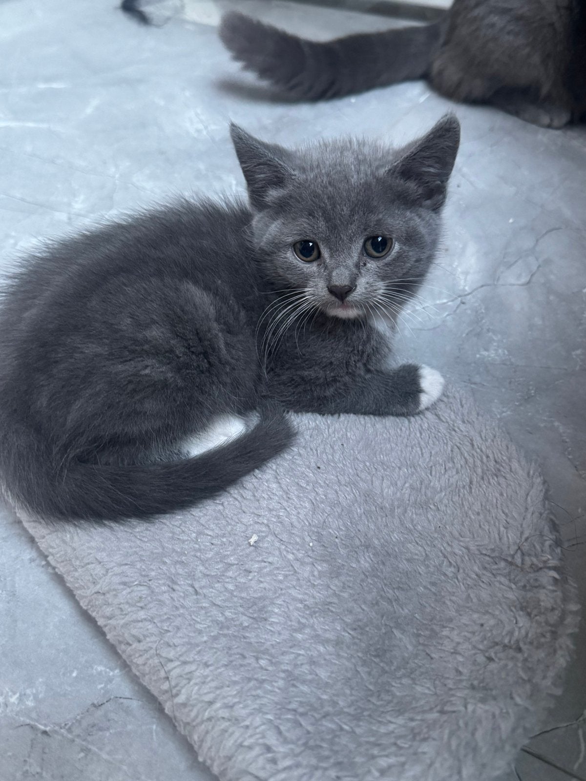 Britse korthaar kitten nestje kruising, Dieren en Toebehoren, Meerdere dieren