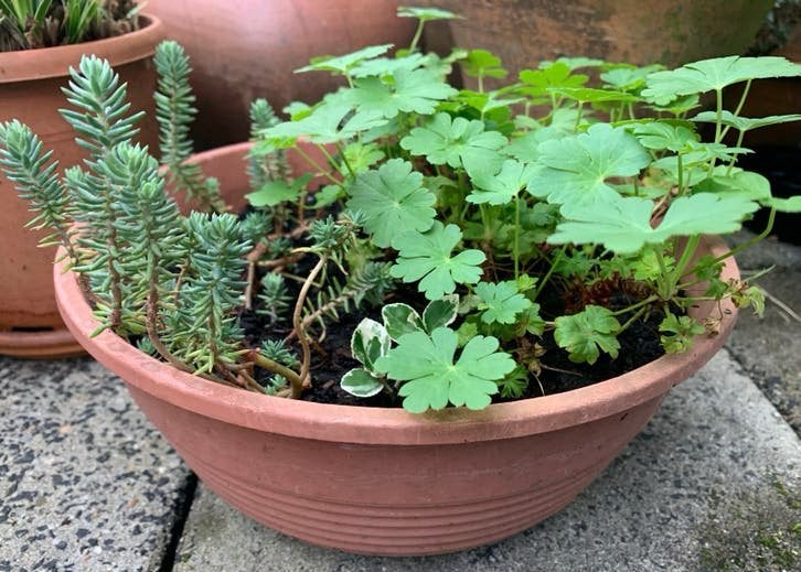 Pot met Ooievaarsbek, Sedum ruprestre, bonte Kardinaalsmuts, Ophalen, Bodembedekkers, Vaste plant, Halfschaduw