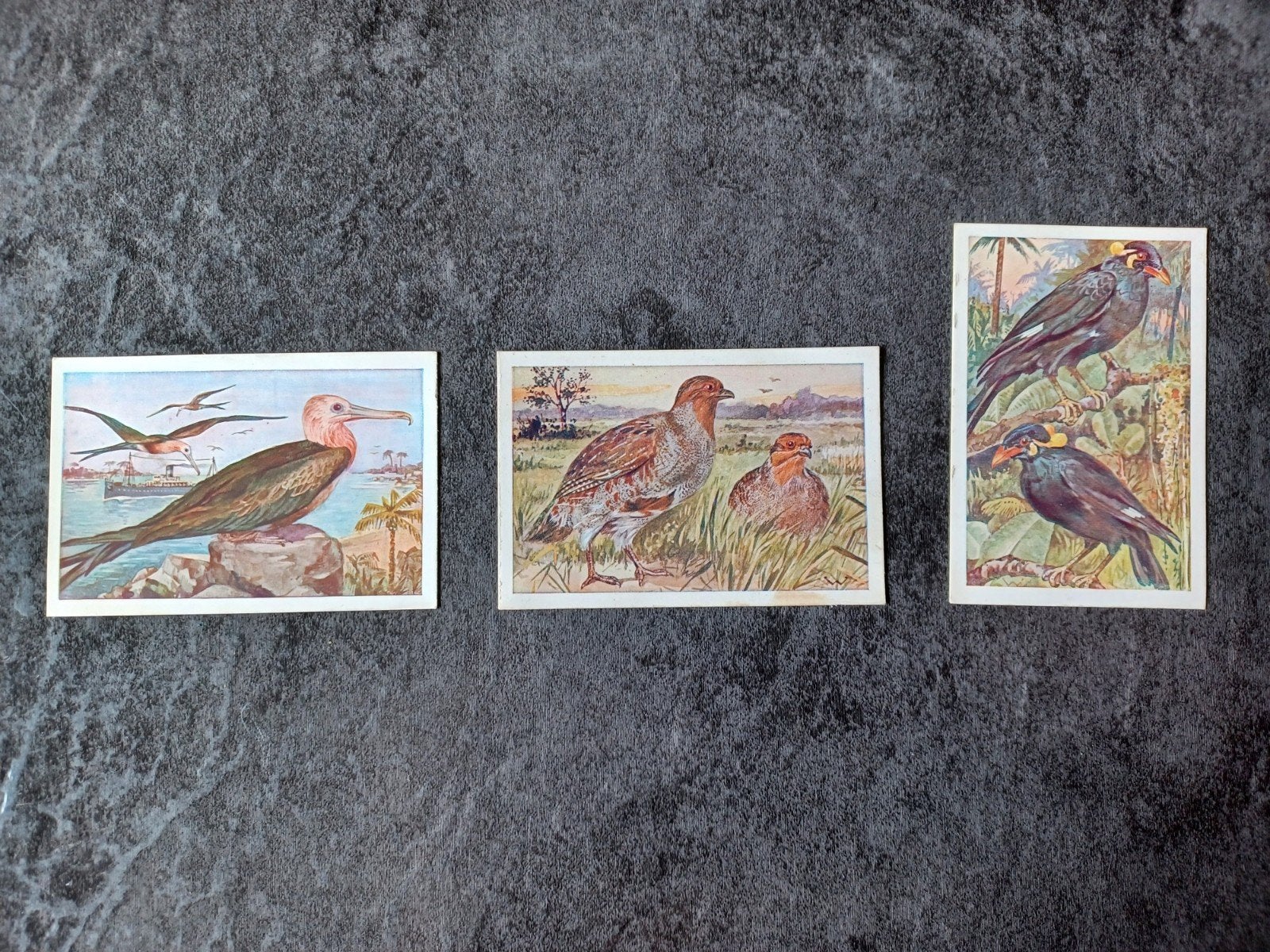 Verzamelplaatjes Vogelalbum 1923 Het Klaverblad Haarlem, Ophalen of Verzenden, Zo goed als nieuw, Meerdere plaatjes