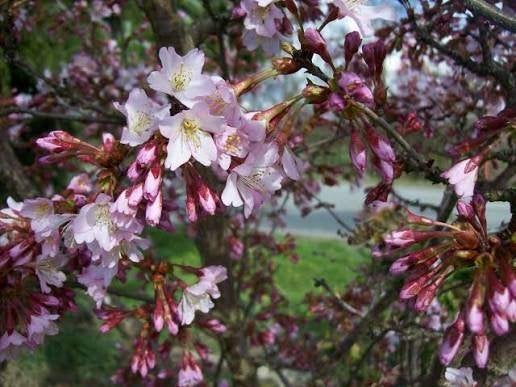Prunus  Rosea  Meerstammige Winterbloeiende Sierkers, Winter, 100 tot 250 cm, Volle zon, In pot