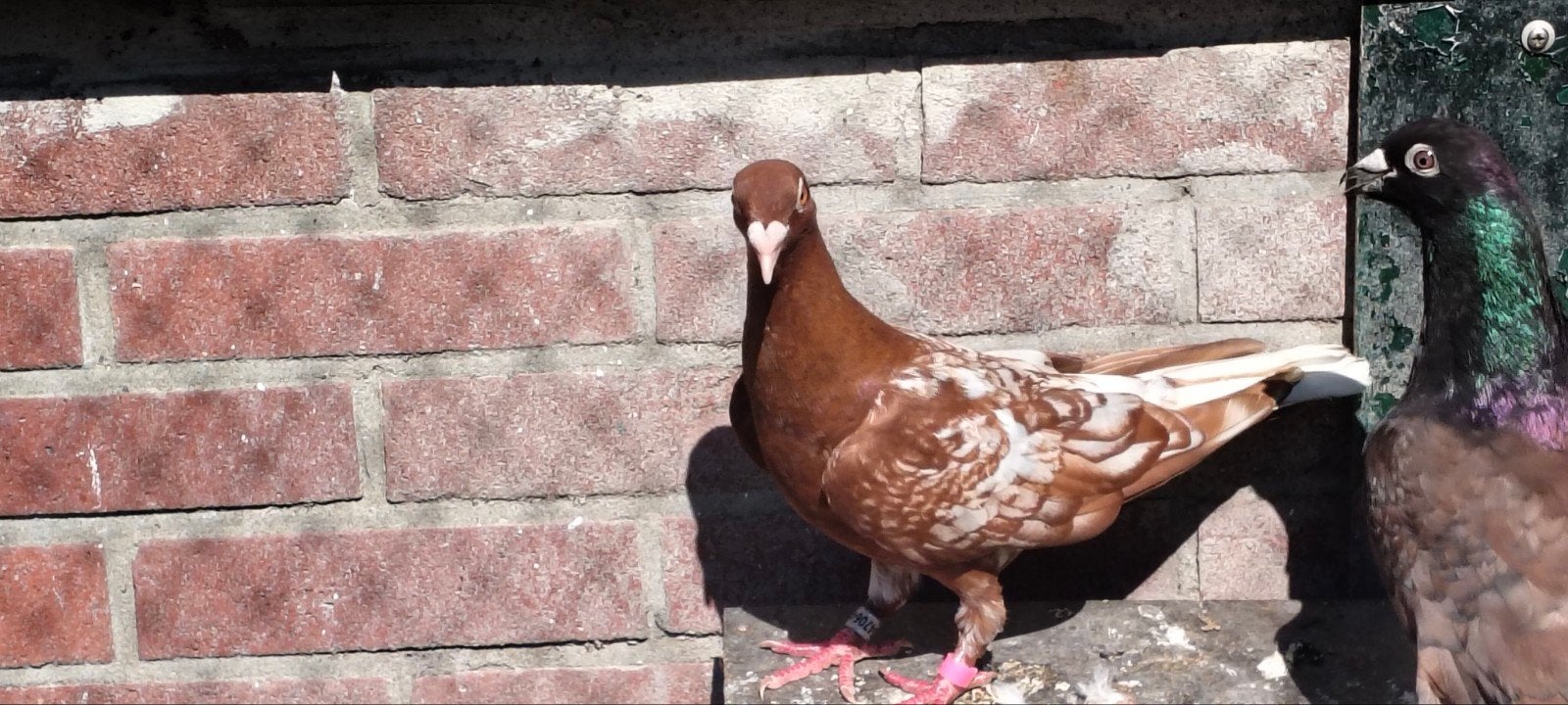 te koop kleurpostduif duivin., Dieren en Toebehoren, Vrouwelijk, Postduif