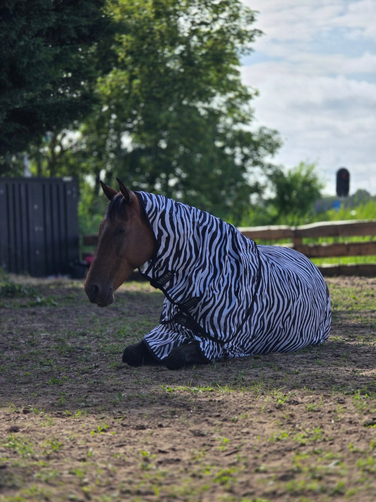 Hulp gezocht op natuurinclusieve paddock, Dieren en Toebehoren, Stalling en Weidegang