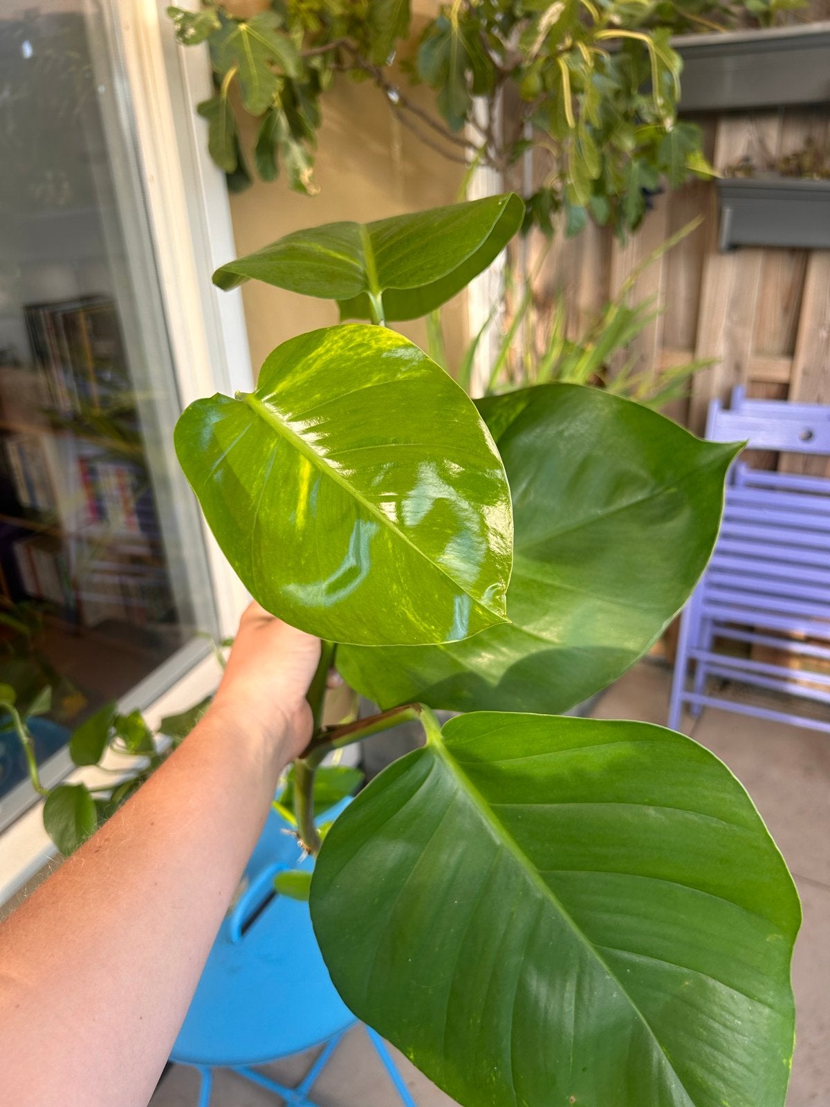 Epipremnum aureum (Pothos / Drakenklimop) stekken, Ophalen, Overige soorten, Halfschaduw, Minder dan 100 cm