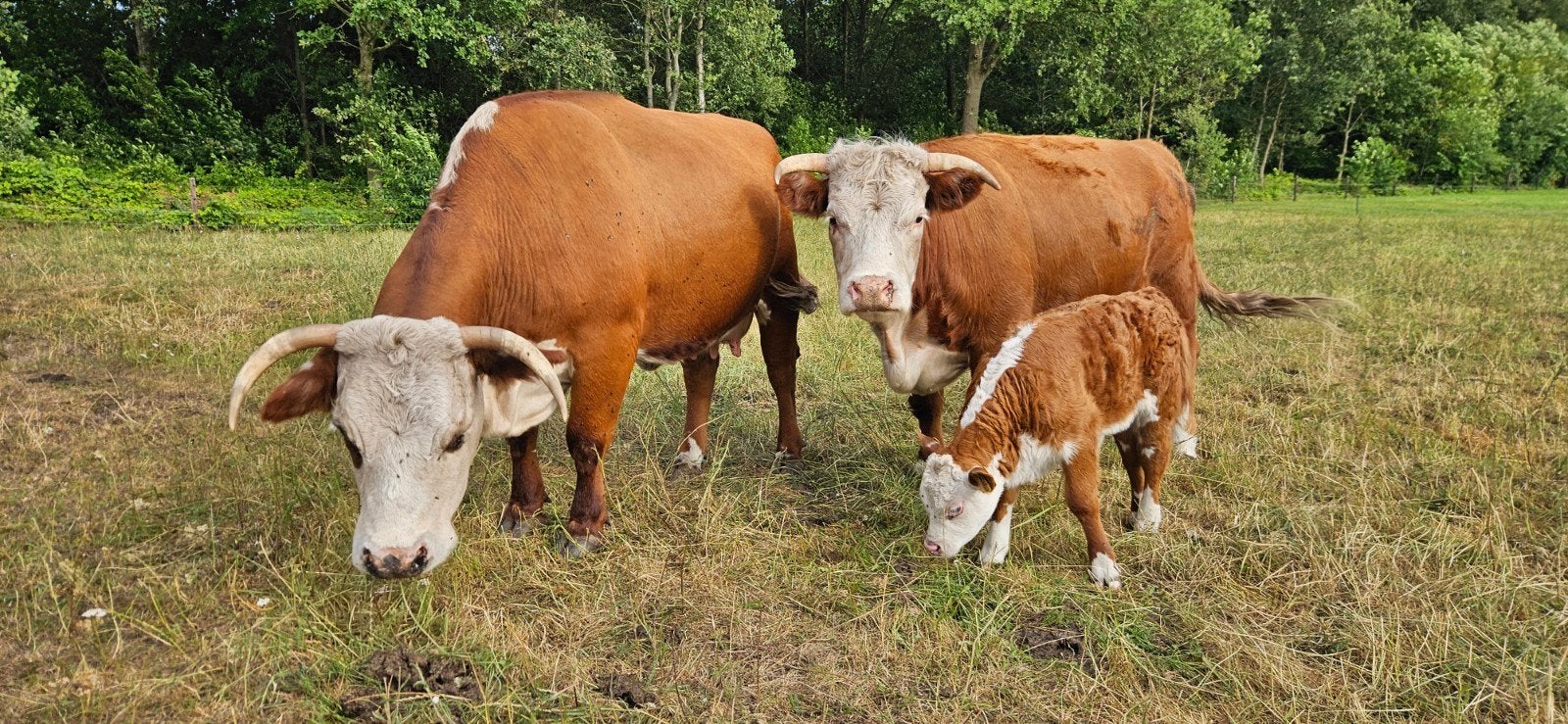 Mini Hereford zoogstel, pink en stamboek stier., Vrouwelijk, 0 tot 2 jaar