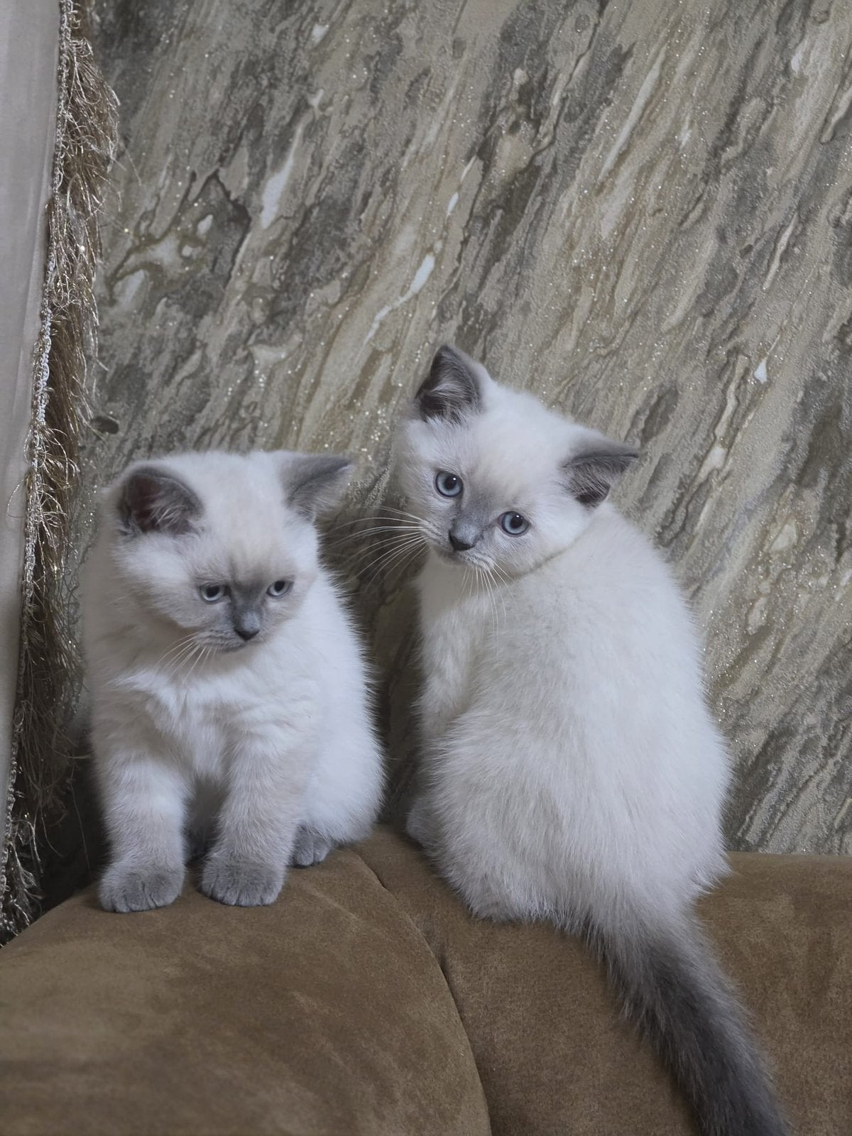 5 kittens te koop, Meerdere dieren