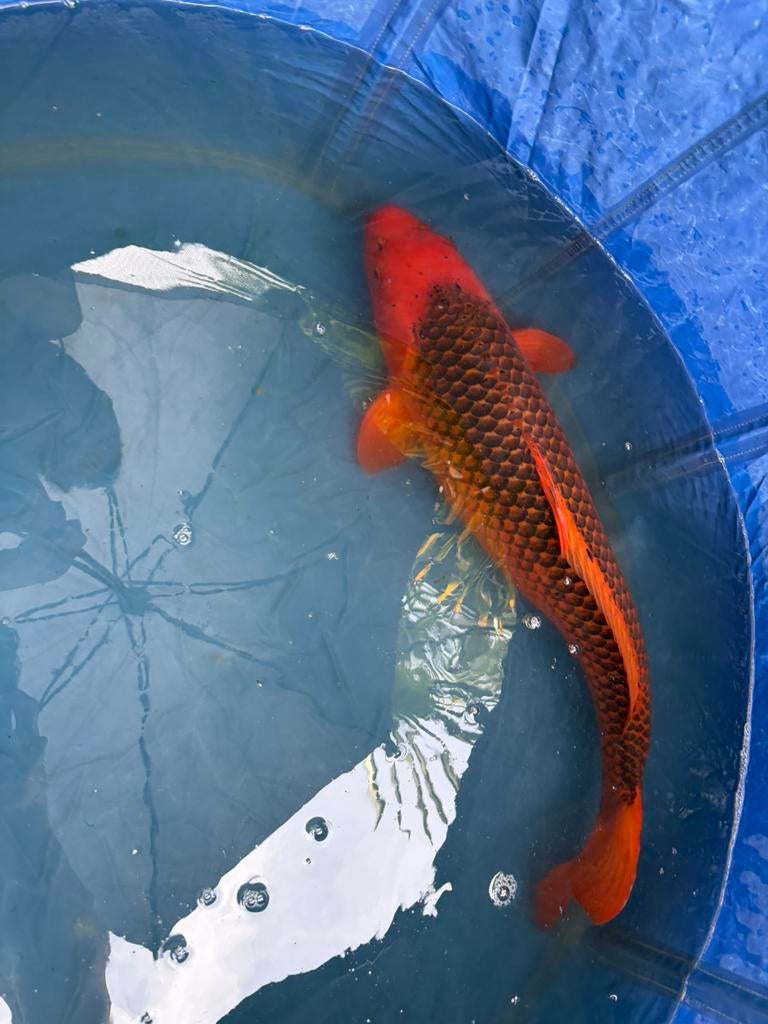 Japanse Aka matsuba van ongeveer 72cm te koop, Dieren en Toebehoren, Vissen | Vijvervissen, Karper of Koi