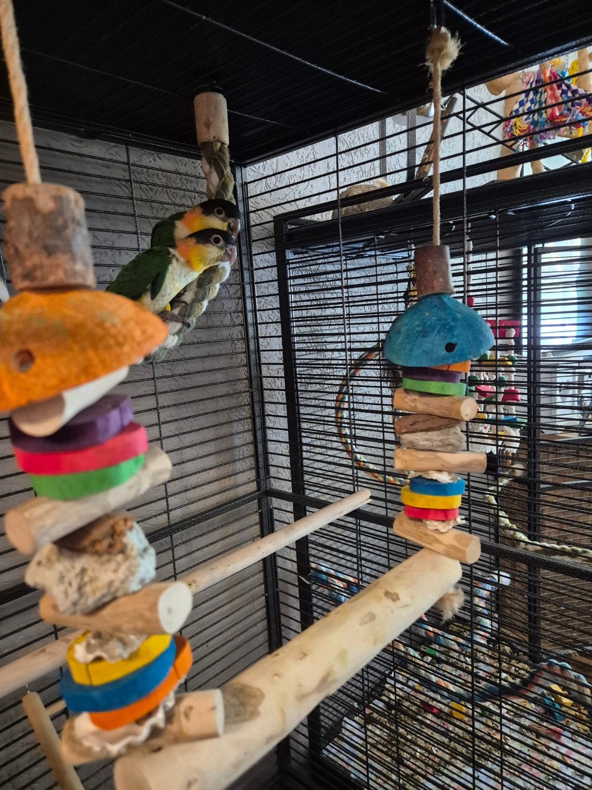 2 zwartkop caique, Dieren en Toebehoren, Vogels | Parkieten en Papegaaien, Vrouwelijk, Papegaai, Geringd