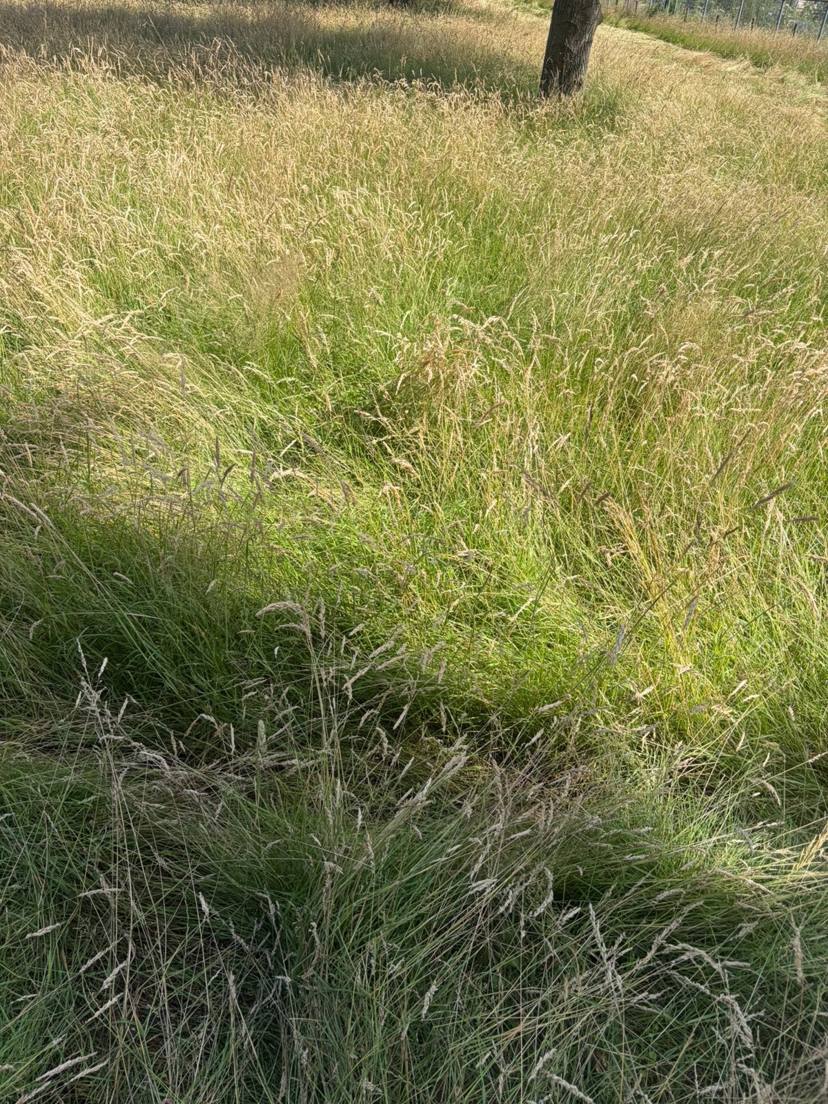 Natuurhooi baaltjes te koop voor schapen, Dieren en Toebehoren