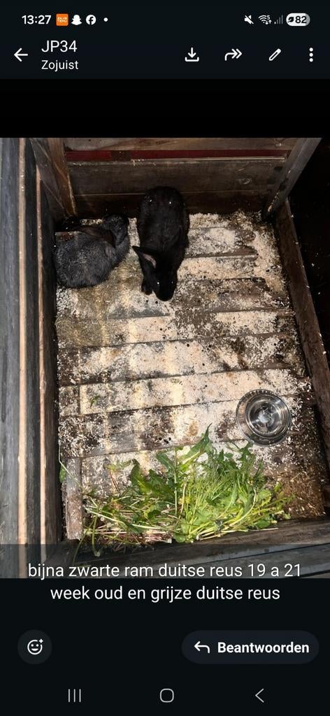 Duitse reus reuzen Duitse reusjes, Dieren en Toebehoren, Mannelijk, Groot, 0 tot 2 jaar