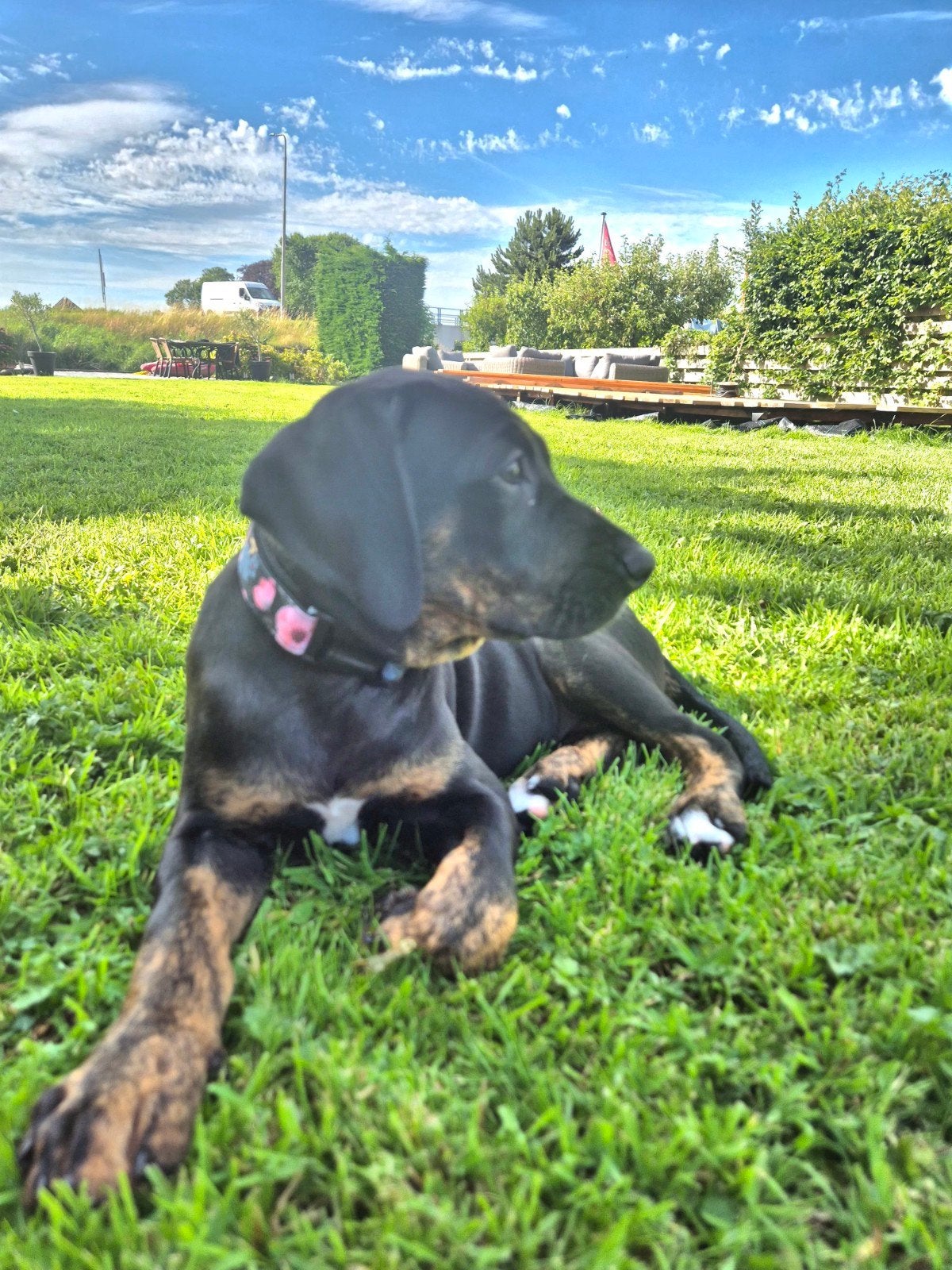 Nog 1 prachtig Catahoula teefje beschikbaar, Dieren en Toebehoren, Honden | Herdershonden en Veedrijvers, Parvo, Overige rassen