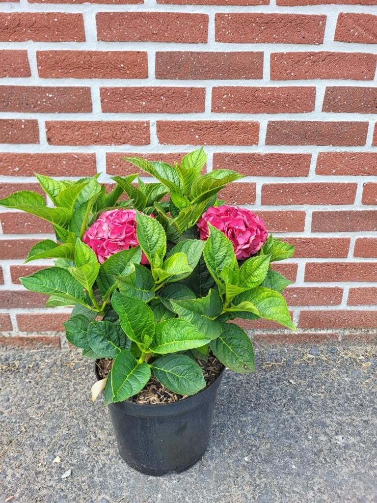 Boeren Hortensia rood, Volle zon, Vaste plant, Zomer, Ophalen