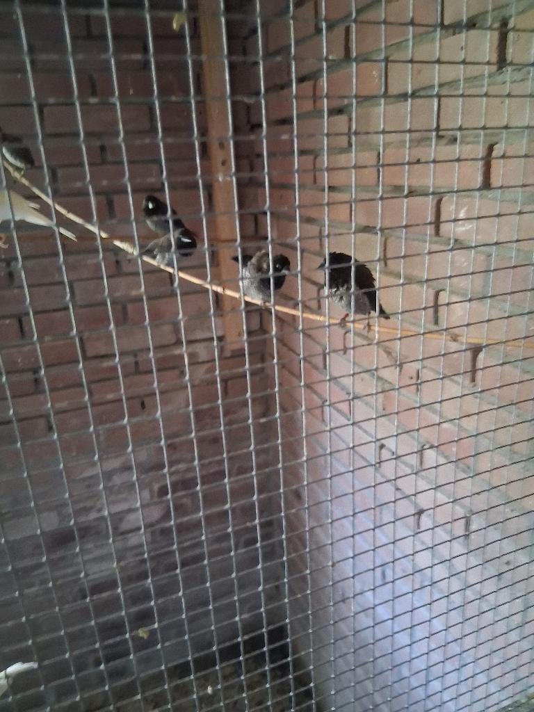Vogels, Geslacht onbekend, Tropenvogel