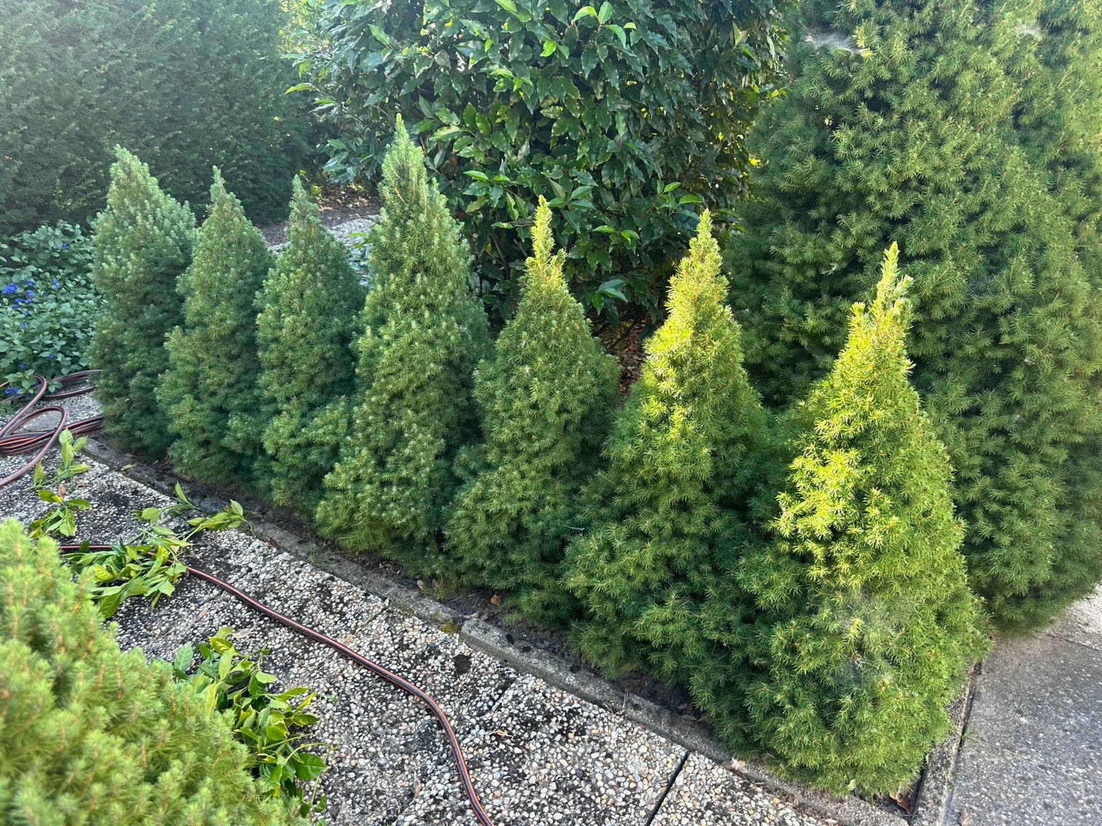 Dwergsparren te koop groot en klein, Ophalen, 100 tot 250 cm