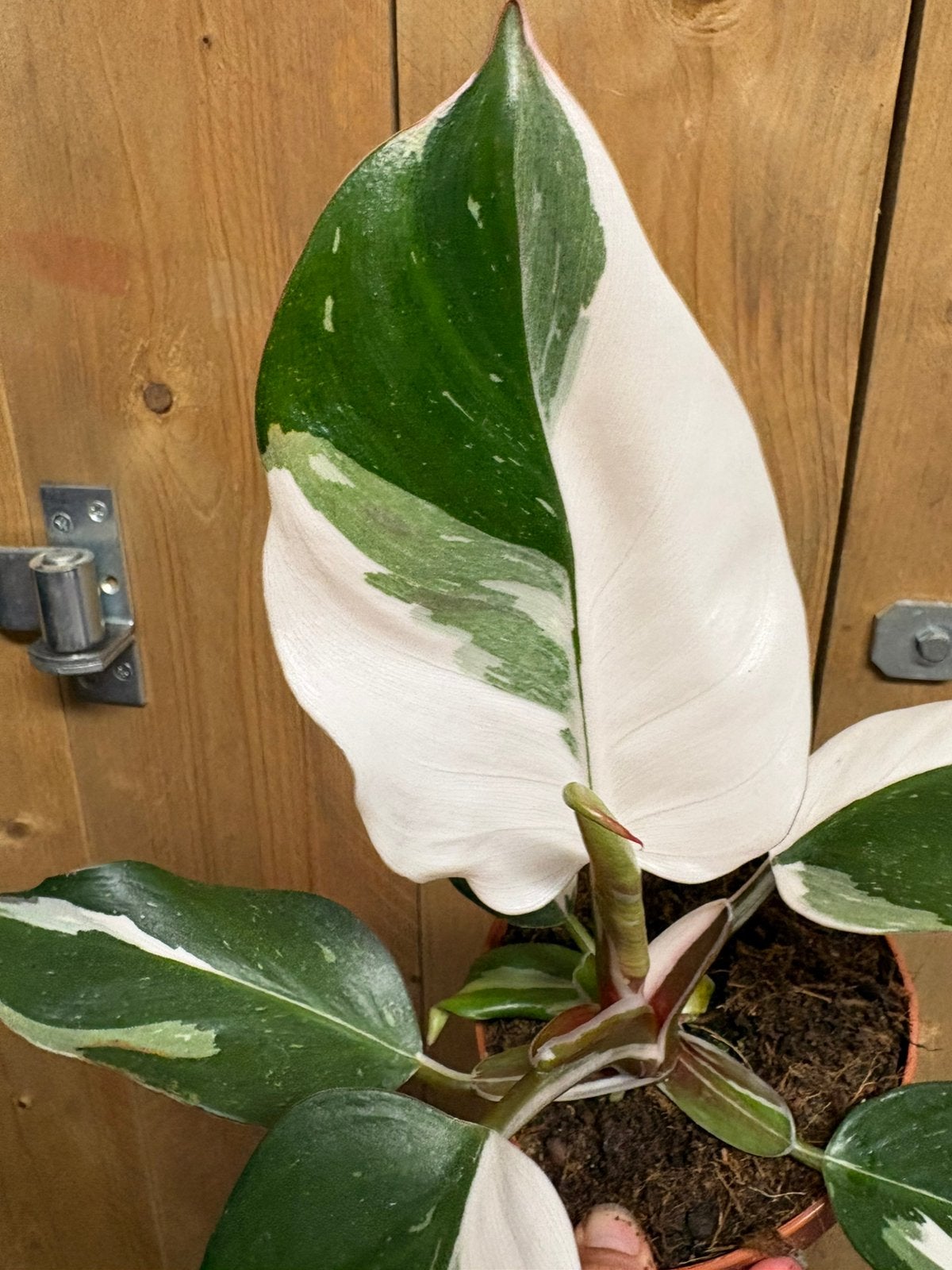 Philodendron white knight variegata plant albo plant, Huis en Inrichting, Kamerplanten, Ophalen of Verzenden, Halfschaduw, Minder dan 100 cm