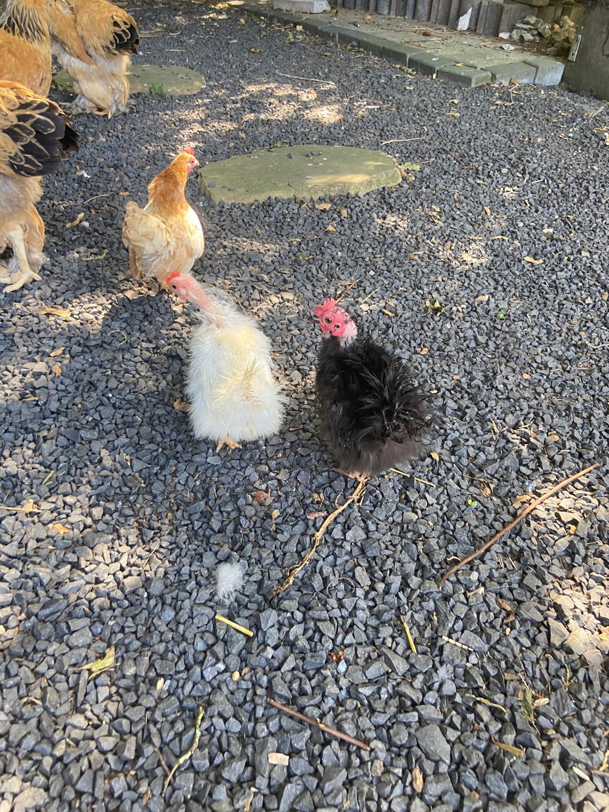 Serama toom hennen en hanen, Meerdere dieren, Kip
