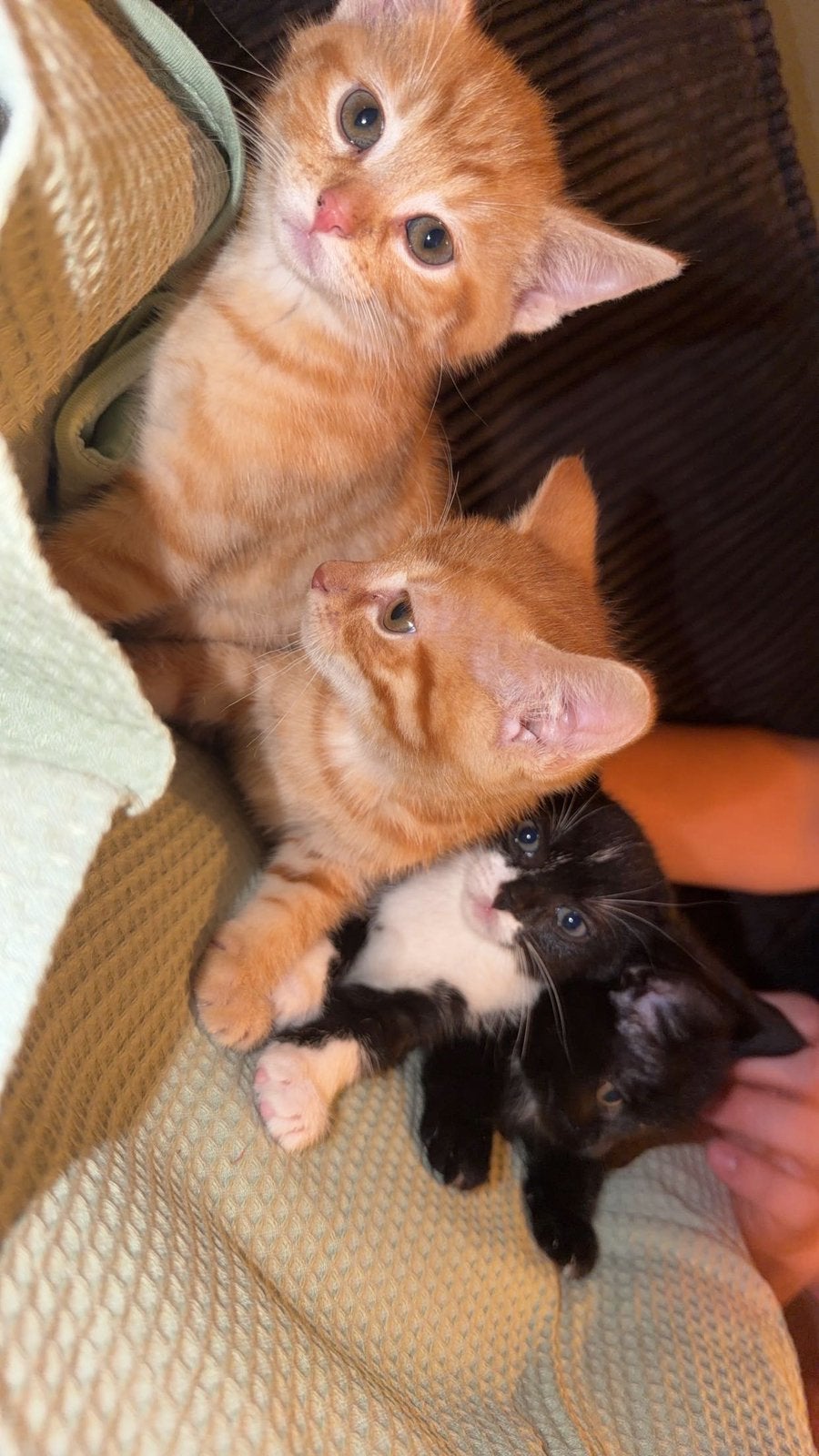 4 lieve Europese Korthaar kittens zoeken een gouden mandje, Dieren en Toebehoren, Katten en Kittens | Raskatten | Korthaar, Meerdere dieren