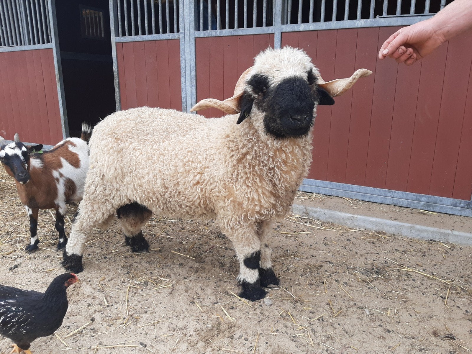 Schwarznase ram, Mannelijk, Schaap